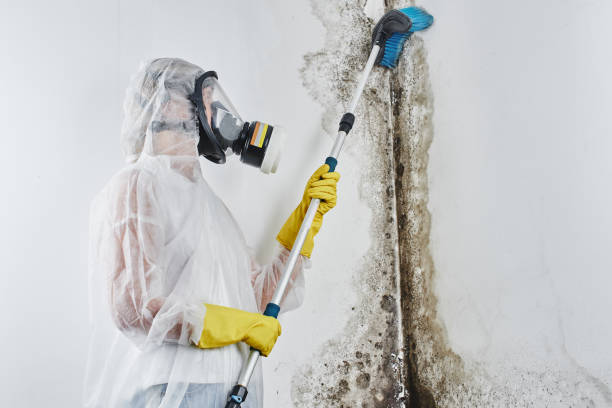 Best Post-Flood Mold Remediation in Haynesville, LA